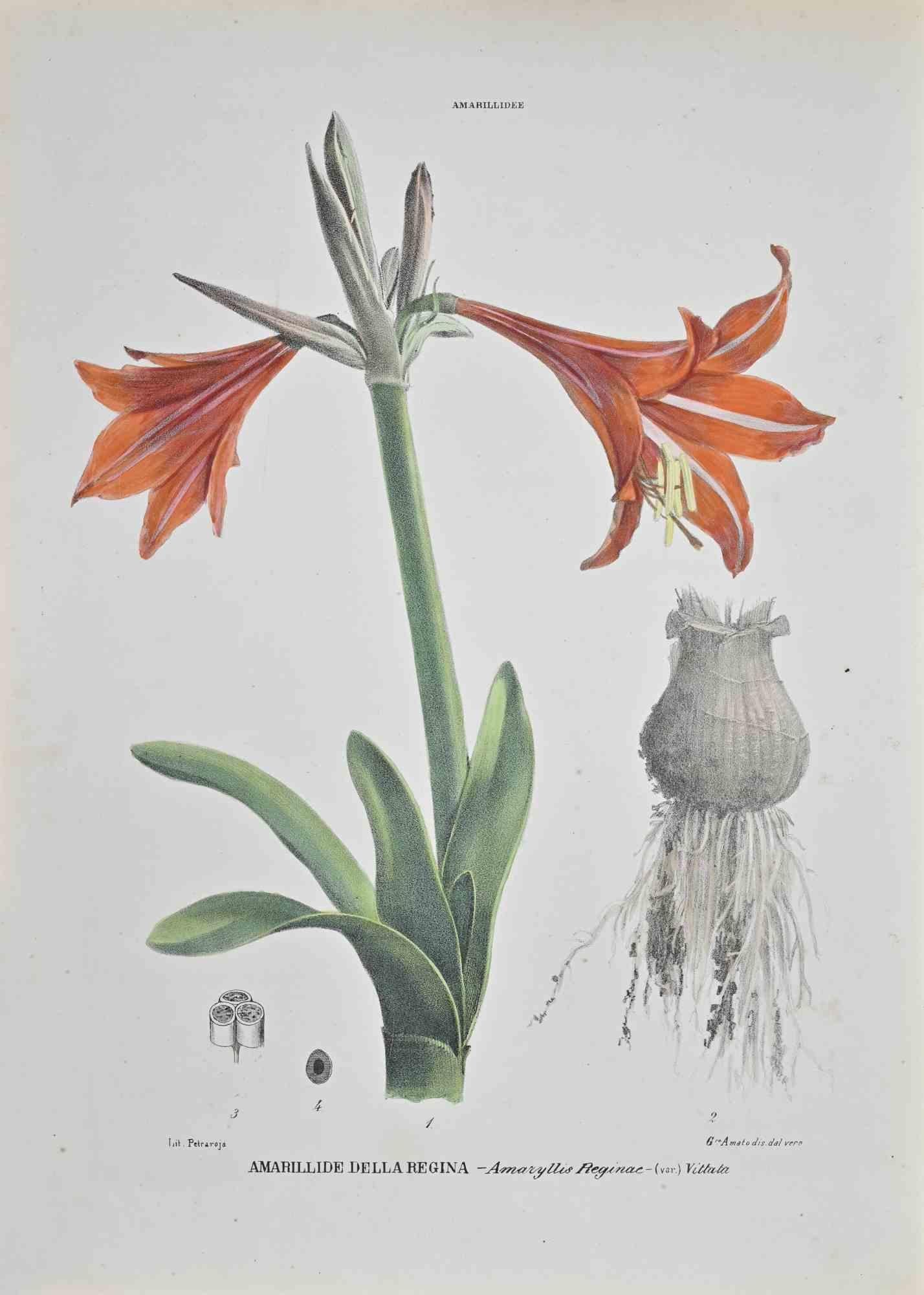 Lithograph hand watercolored.

Belongs to the Series "Atlante di Botanica popolare ossia Illustrazione di Piante Notevoli di ogni famiglia" (Atlas of popular botany or illustration of notable plants of each family), published in Napoli, by Raimondo