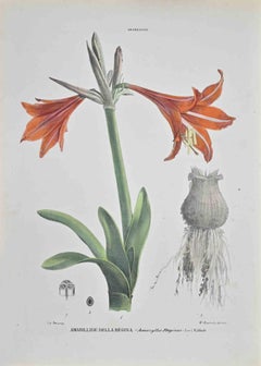 Amarilis de la Reina - Litografía de Vincenzo Tenore - Años 1870
