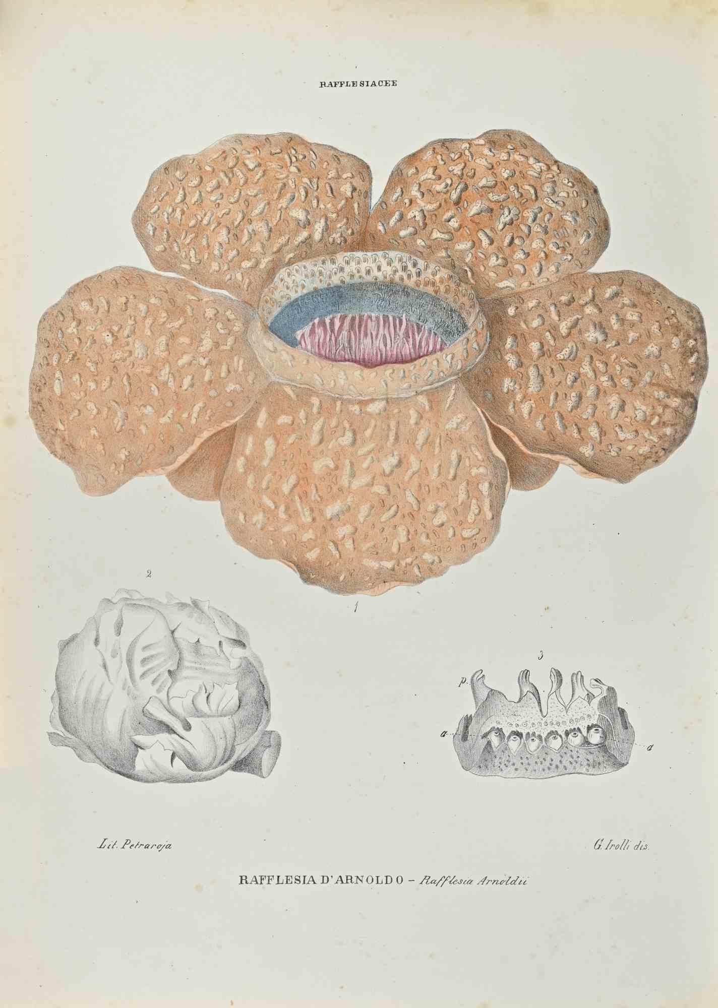 Lithograph hand watercolored.

Belongs to the Series "Atlante di Botanica popolare ossia Illustrazione di Piante Notevoli di ogni famiglia" (Atlas of popular botany or illustration of notable plants of each family), published in Napoli, by Raimondo