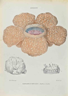 Rafflesia Arnoldii - Lithographie de Vincenzo Tenore - années 1870