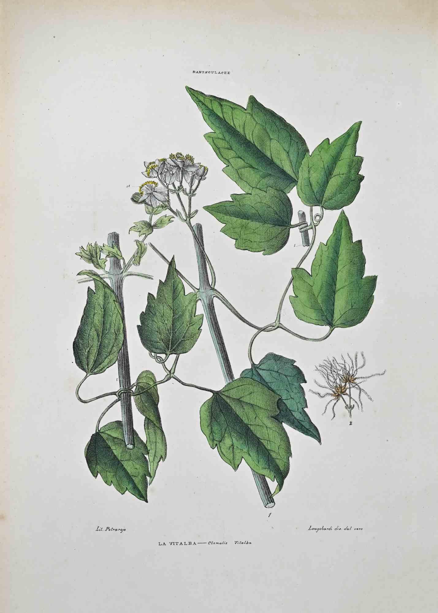 Lithograph hand watercolored.

Plate from "Atlante di Botanica popolare ossia Illustrazione di Piante Notevoli di ogni famiglia" (Atlas of popular botany or illustration of notable plants of each family), published in Napoli, by Raimondo Petrajola,