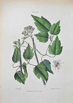 Ranunculaceae - Lithograph by Vincenzo Tenore - 1870s