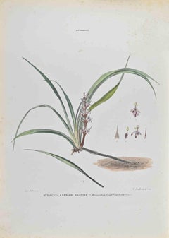 Reinechea Longebracteuta - Lithographie von Vincenzo Tenore - 1870er Jahre