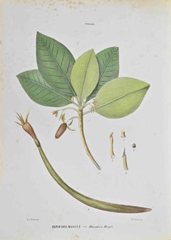 Mangle Rizofora - Lithographie de Vincenzo Tenore - années 1870