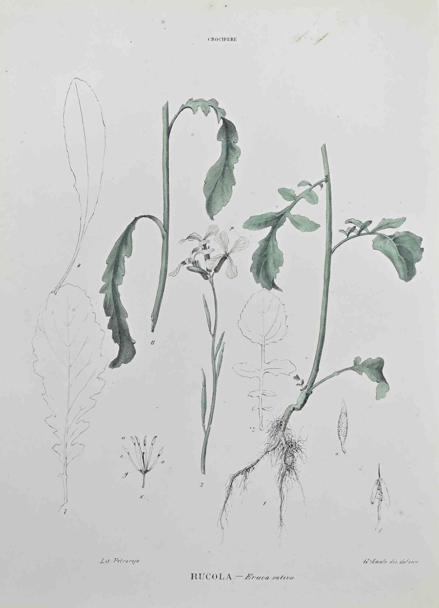 Lithograph hand watercolored.

Belongs to the Series "Atlante di Botanica popolare ossia Illustrazione di Piante Notevoli di ogni famiglia" (Atlas of popular botany or illustration of notable plants of each family), published in Napoli, by Raimondo