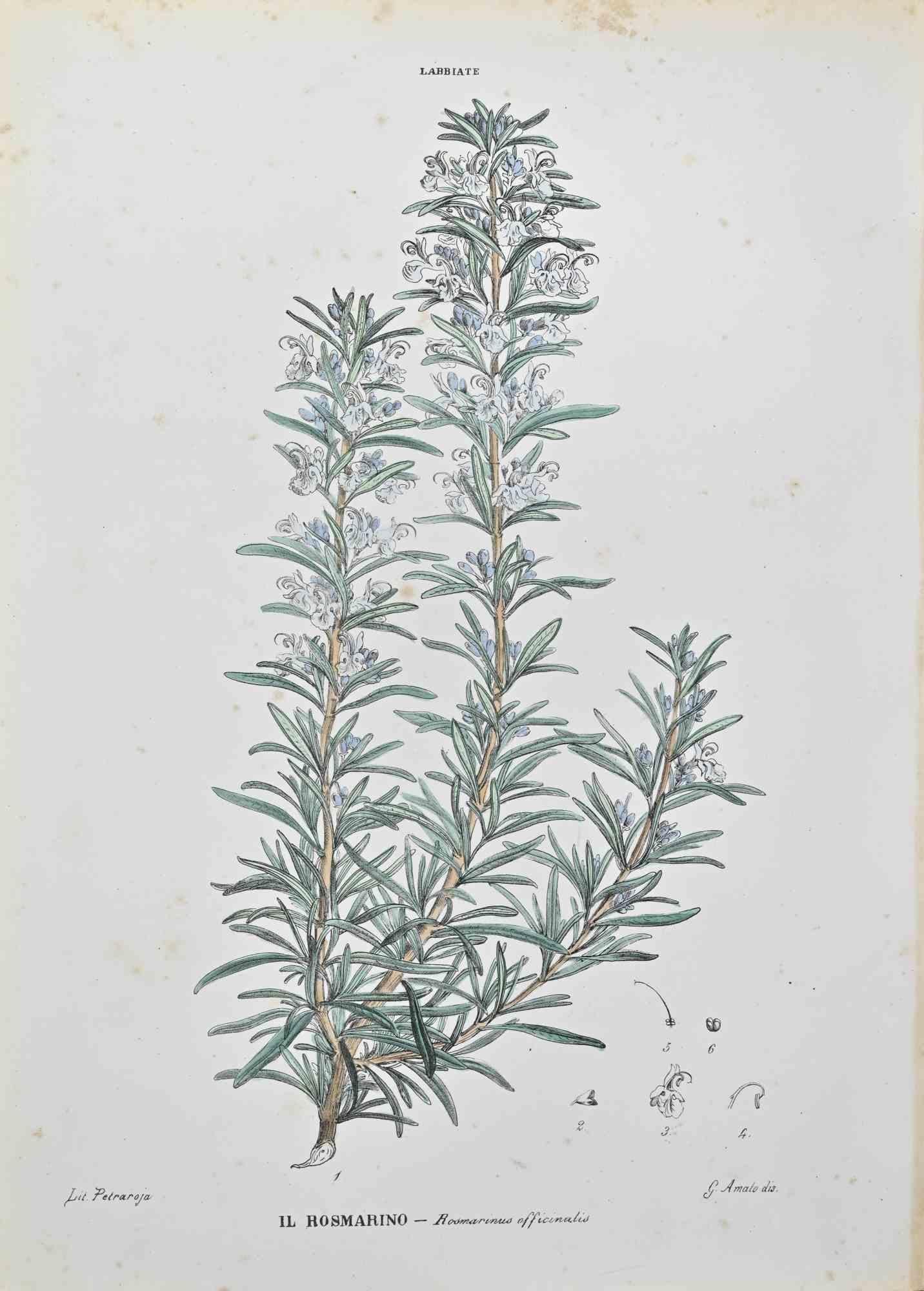 Lithograph hand watercolored.

Belongs to the Series "Atlante di Botanica popolare ossia Illustrazione di Piante Notevoli di ogni famiglia" (Atlas of popular botany or illustration of notable plants of each family), published in Napoli, by Raimondo