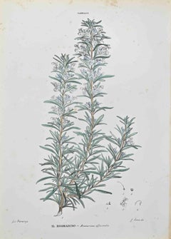 Rosemary – Lithographie von Vincenzo Tenore – 1870er Jahre