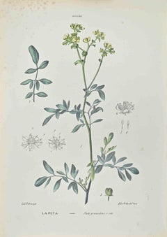 Ruta Graveolens - Lithographie de Vincenzo Tenore - années 1870
