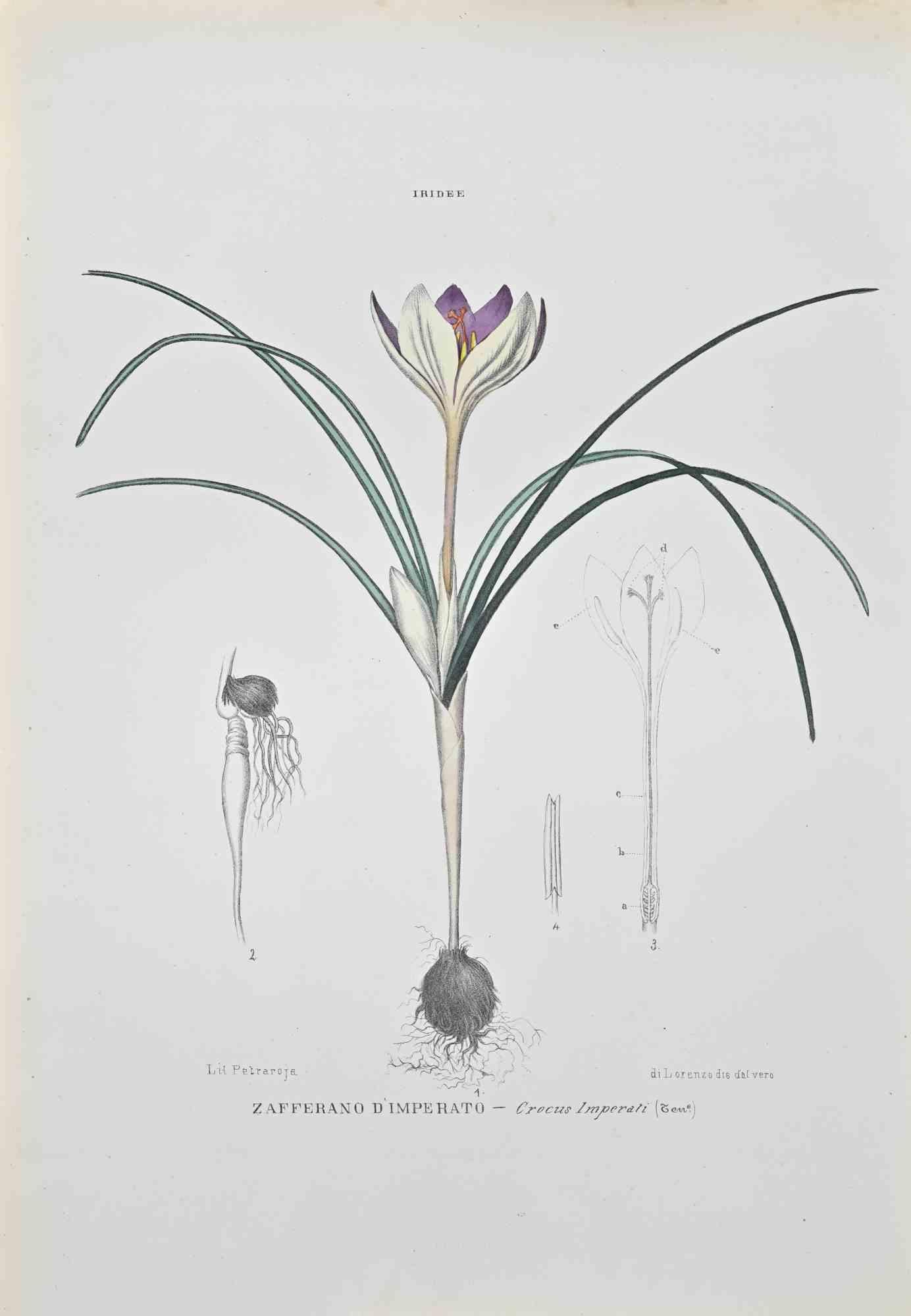 Lithograph hand watercolored.

Belongs to the Series "Atlante di Botanica popolare ossia Illustrazione di Piante Notevoli di ogni famiglia" (Atlas of popular botany or illustration of notable plants of each family), published in Napoli, by Raimondo