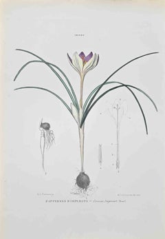 Antique Saffron of Imperato - Lithograph by Vincenzo Tenore - 1870s