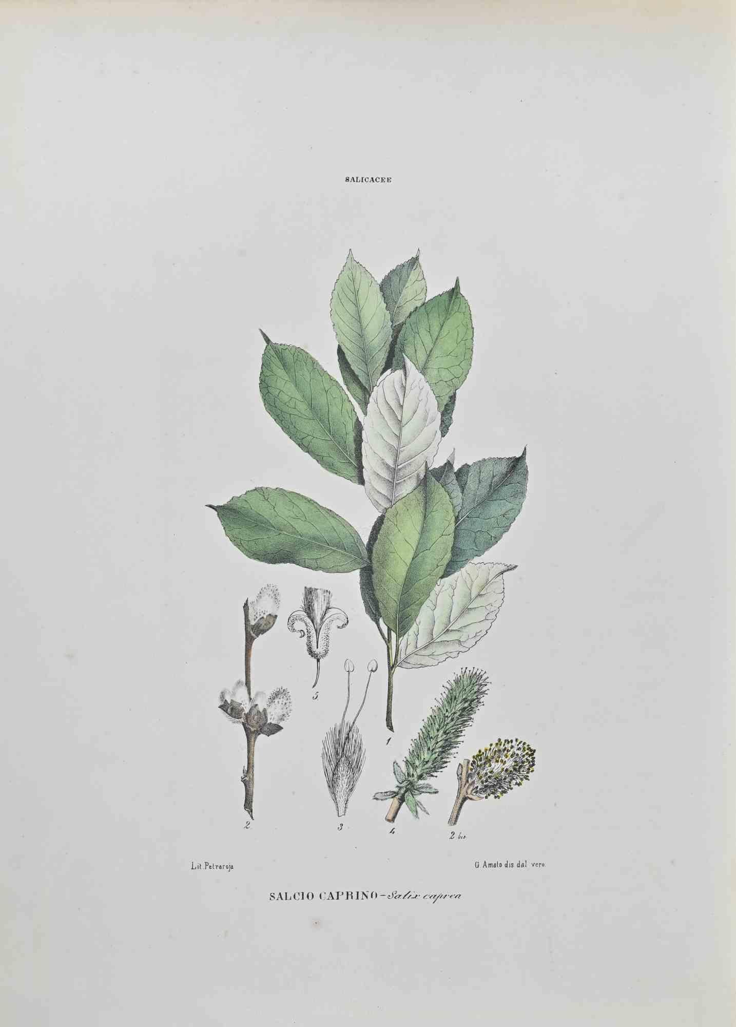 Salcio Caprino – Lithographie von Vincenzo Tenore – 1870er Jahre