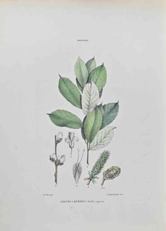 Salcio Caprino - Lithograph by Vincenzo Tenore - 1870s
