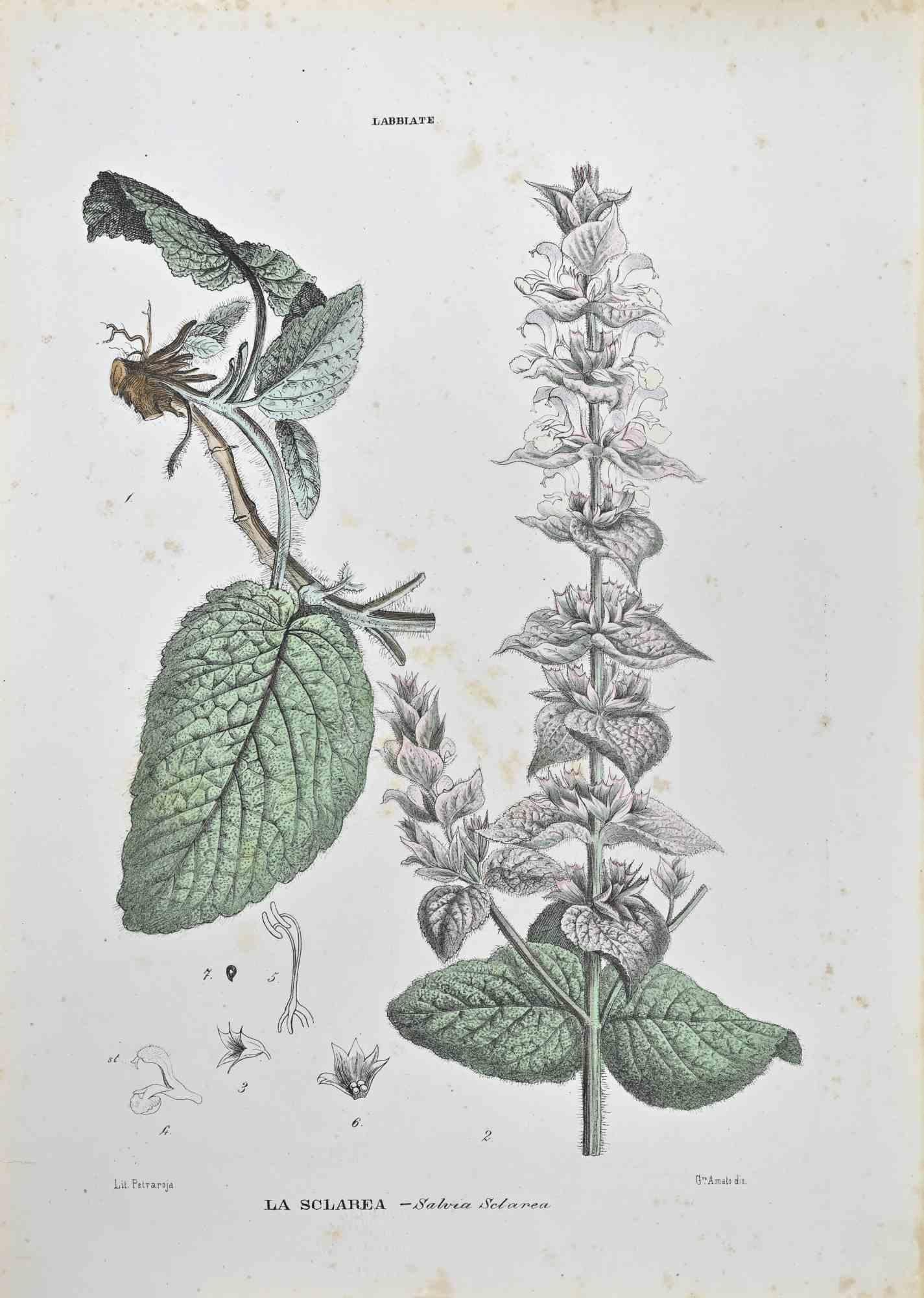 Lithograph hand watercolored.

Belongs to the Series "Atlante di Botanica popolare ossia Illustrazione di Piante Notevoli di ogni famiglia" (Atlas of popular botany or illustration of notable plants of each family), published in Napoli, by Raimondo