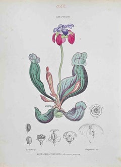 Sarracenia Porporina – Lithographie von Vincenzo Tenore – 1870er Jahre