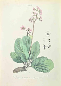 Saxifrage – Lithographie von Vincenzo Tenore – 1870er Jahre