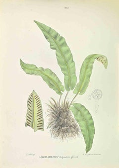 Scolopendrium Officinale - Lithograph by Vincenzo Tenore - 1870s