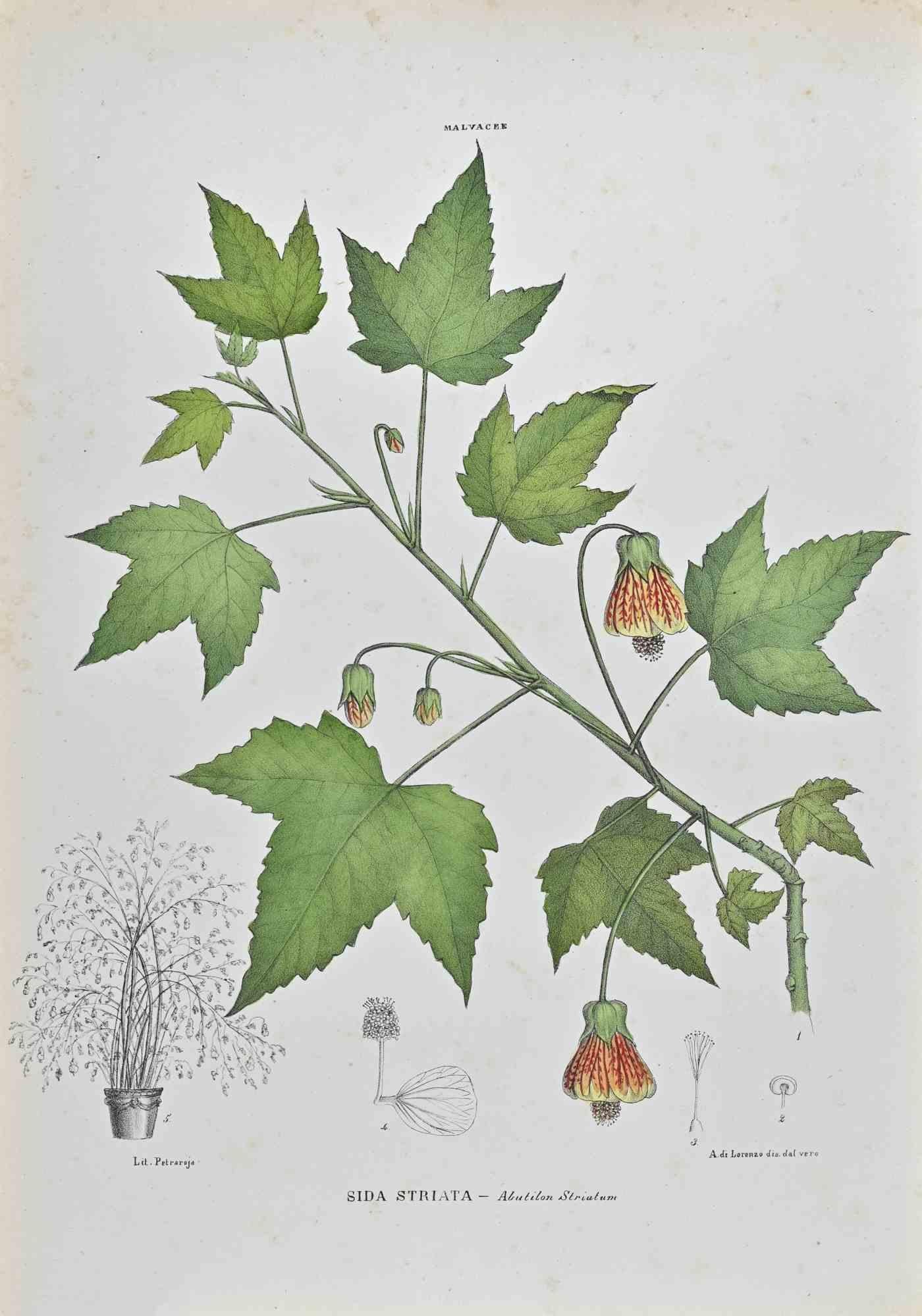 Lithographie von Hand aquarelliert.

Gehört zur Reihe "Atlante di Botanica popolare ossia Illustrazione di Piante Notevoli di ogni famiglia" (Atlas der volkstümlichen Botanik oder Illustration bemerkenswerter Pflanzen jeder Familie), veröffentlicht