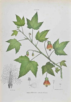Antique Sida Striata - Lithograph by Vincenzo Tenore - 1870s
