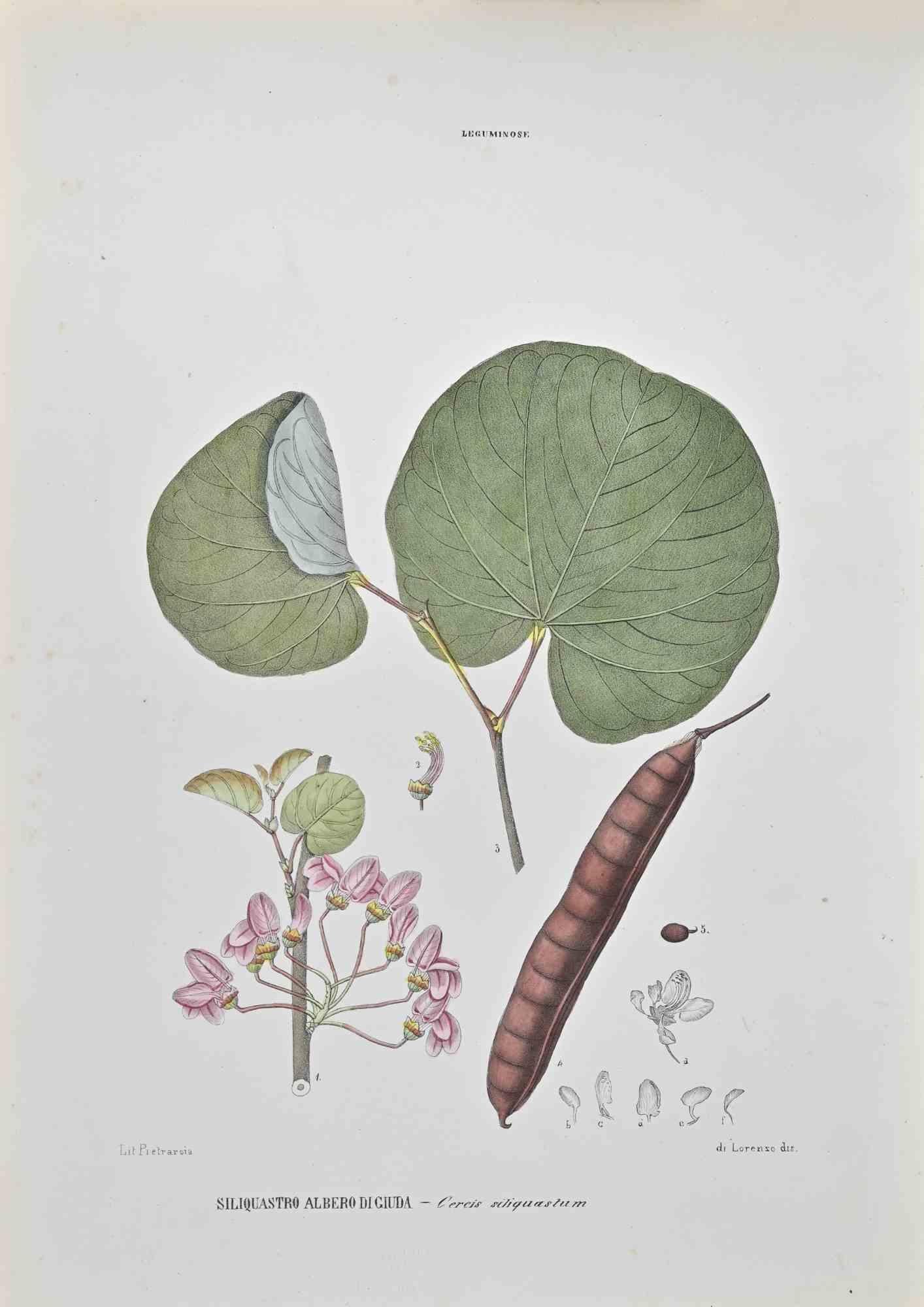 Lithograph hand watercolored.

Belongs to the Series "Atlante di Botanica popolare ossia Illustrazione di Piante Notevoli di ogni famiglia" (Atlas of popular botany or illustration of notable plants of each family), published in Napoli, by Raimondo