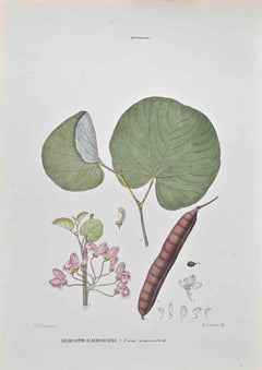Albero di Giuda di Siliquastro - Litografia di Vincenzo Tenore - Anni '70 del XIX secolo