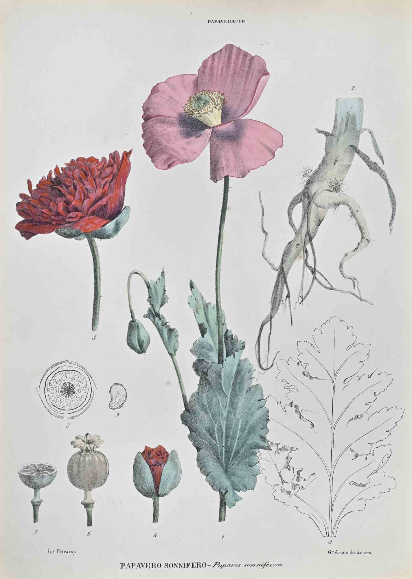 Lithograph hand watercolored.

Belongs to the Series "Atlante di Botanica popolare ossia Illustrazione di Piante Notevoli di ogni famiglia" (Atlas of popular botany or illustration of notable plants of each family), published in Napoli, by Raimondo