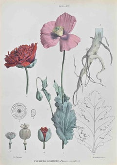 Sleeping Poppy - Lithographie von Vincenzo Tenore - 1870er Jahre