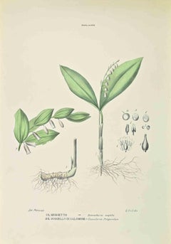 Smilaceae – Lithographie von Vincenzo Tenore – 1870er Jahre