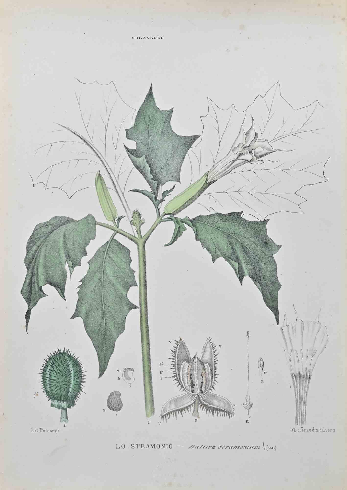 Lithograph hand watercolored.

Belongs to the Series "Atlante di Botanica popolare ossia Illustrazione di Piante Notevoli di ogni famiglia" (Atlas of popular botany or illustration of notable plants of each family), published in Napoli, by Raimondo