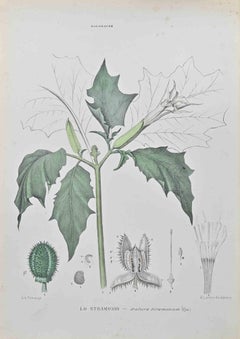 Antique Stramonium - Lithograph by Vincenzo Tenore - 1870s