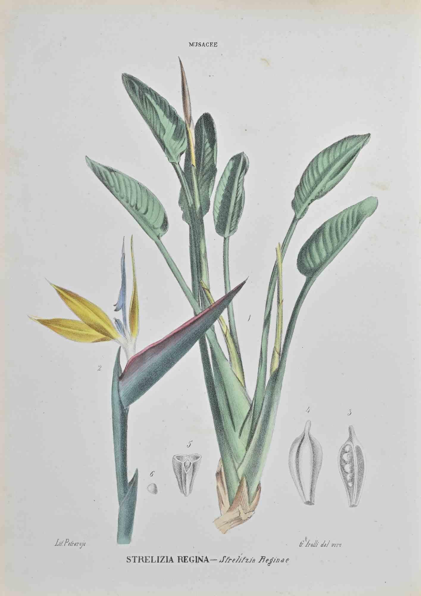 Lithograph hand watercolored.

Belongs to the Series "Atlante di Botanica popolare ossia Illustrazione di Piante Notevoli di ogni famiglia" (Atlas of popular botany or illustration of notable plants of each family), published in Napoli, by Raimondo
