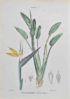 Strelitzia Reginae - Lithographie de Vincenzo Tenore - années 1870