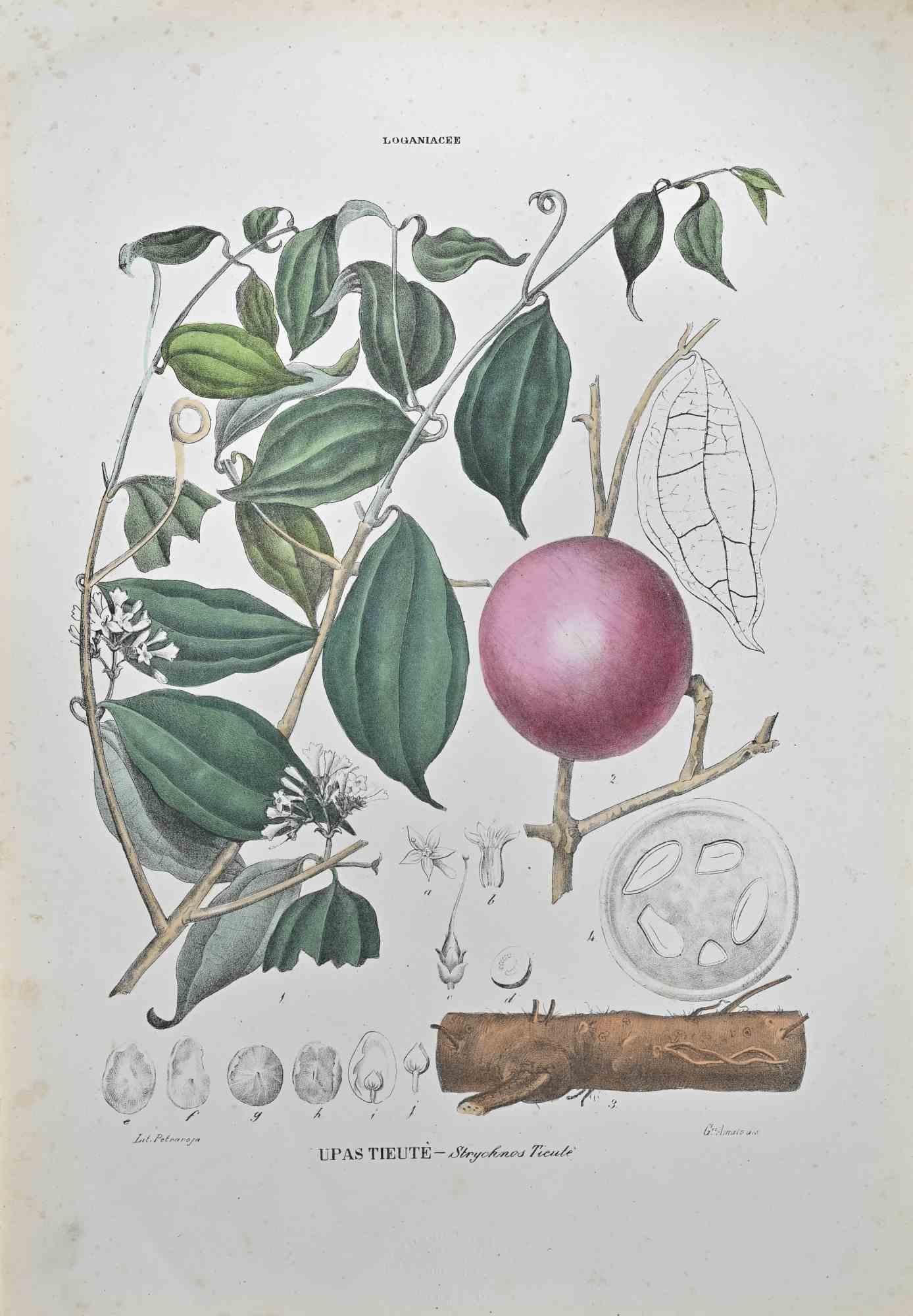 Lithograph hand watercolored.

Belongs to the Series "Atlante di Botanica popolare ossia Illustrazione di Piante Notevoli di ogni famiglia" (Atlas of popular botany or illustration of notable plants of each family), published in Napoli, by Raimondo