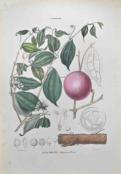 Strychnos Tieuté - Lithograph by Vincenzo Tenore - 1870s