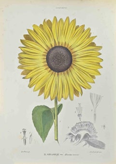 Sunflower - Lithograph by Vincenzo Tenore - 1870s