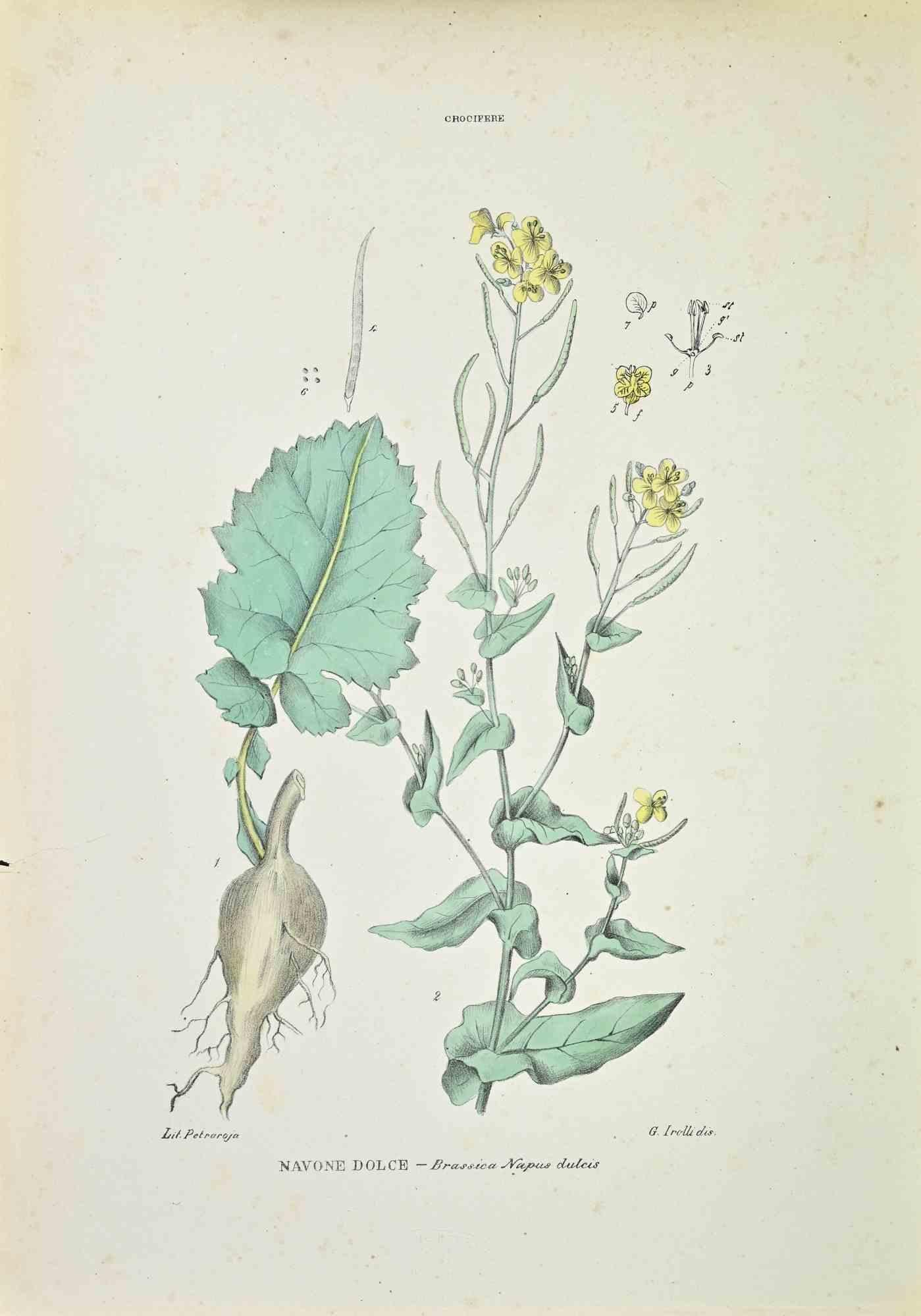 Lithograph hand watercolored.

Belongs to the Series "Atlante di Botanica popolare ossia Illustrazione di Piante Notevoli di ogni famiglia" (Atlas of popular botany or illustration of notable plants of each family), published in Napoli, by Raimondo