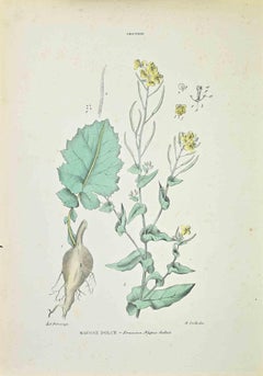 Süßer Schwede -  Lithographie von Vincenzo Tenore – 1870er Jahre
