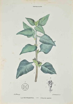 Tetragony - Lithographie de Vincenzo Tenore - années 1870