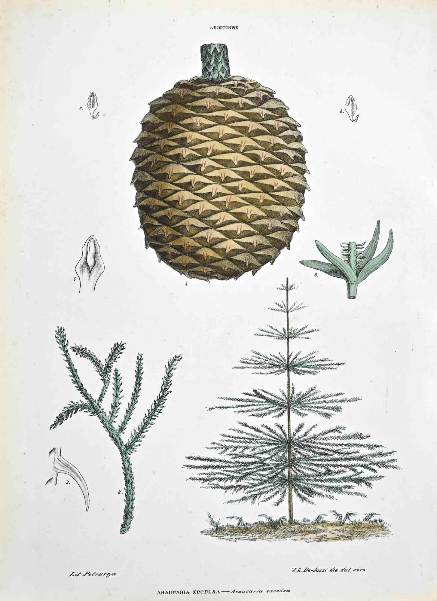 Lithograph hand watercolored.

Plate from "Atlante di Botanica popolare ossia Illustrazione di Piante Notevoli di ogni famiglia" (Atlas of popular botany or illustration of notable plants of each family), published in Napoli, by Raimondo Petrajola,
