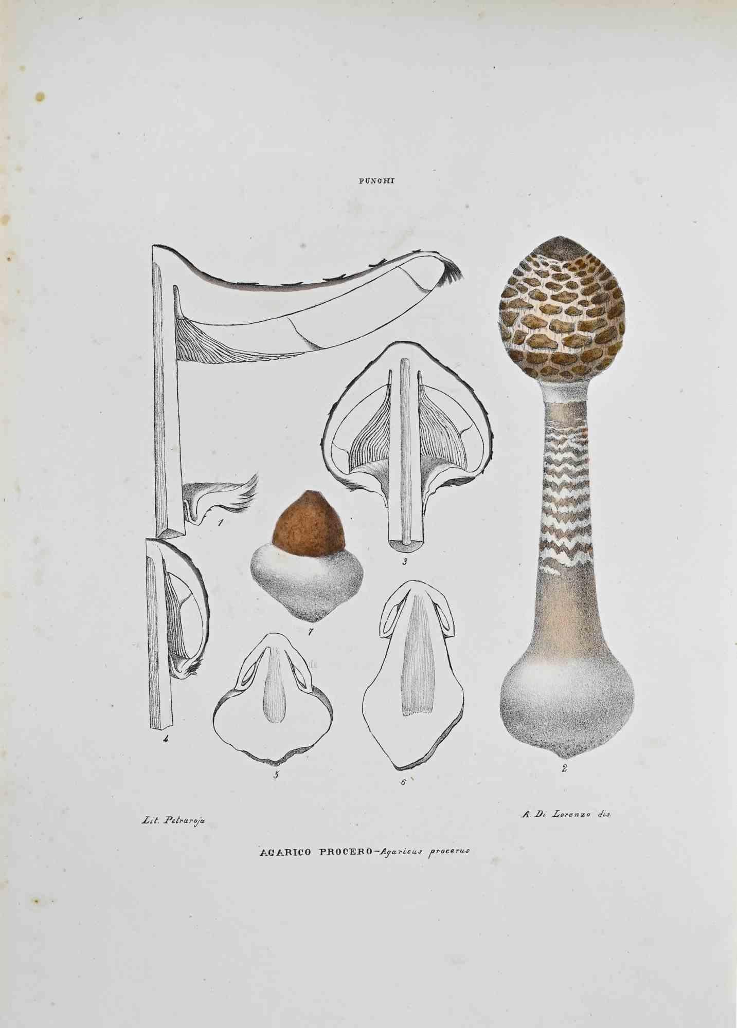Lithographie von Hand aquarelliert.

Tafel aus dem "Atlante di Botanica popolare ossia Illustrazione di Piante Notevoli di ogni famiglia" (Atlas der volkstümlichen Botanik oder Illustration bemerkenswerter Pflanzen jeder Familie), veröffentlicht in