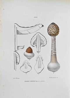 The Agaric Procerus - Lithograph by Vincenzo Tenore - 1870s