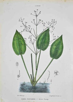 The Alismaceae - Lithographie von Vincenzo Tenore - 1870er Jahre
