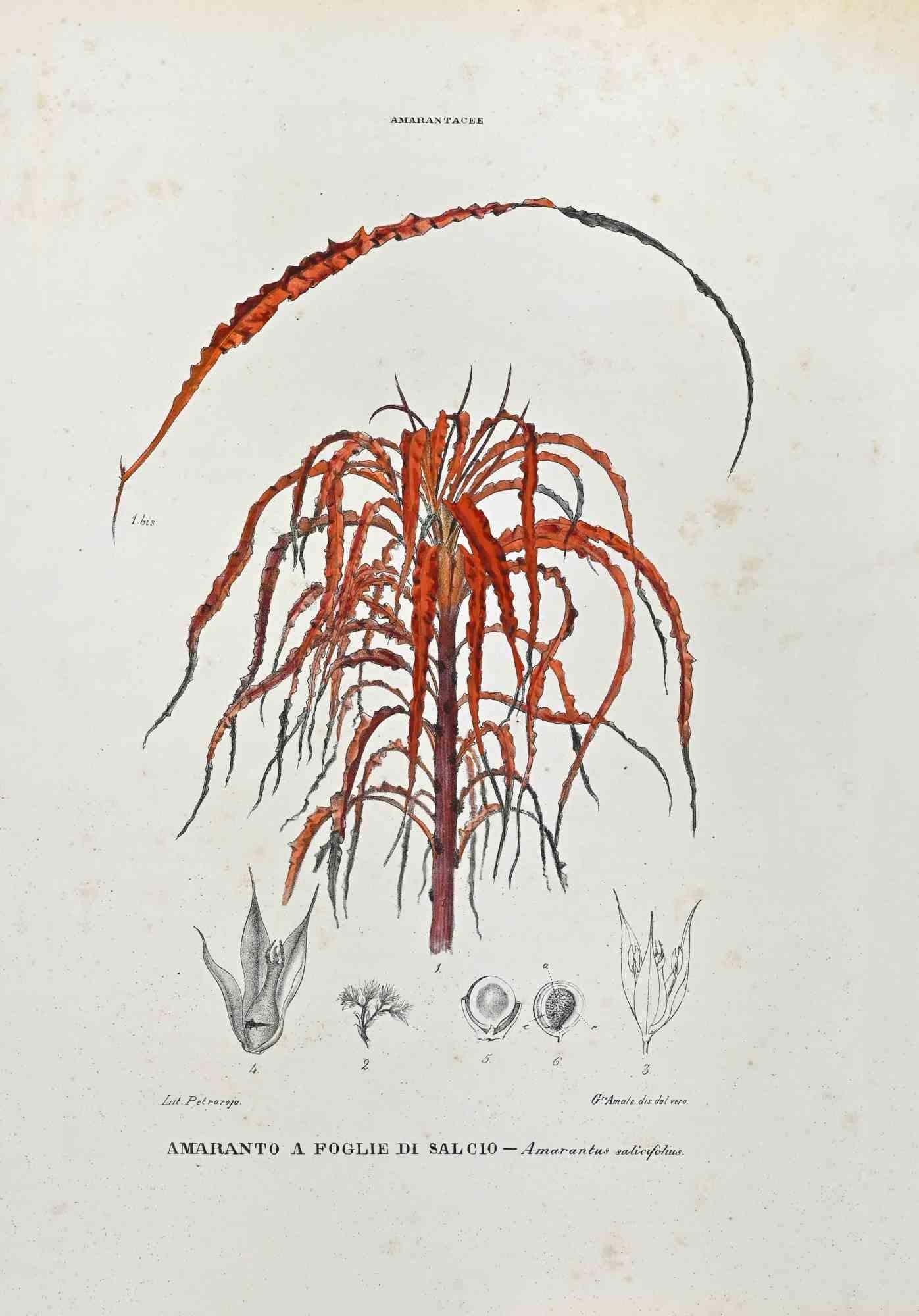 Lithograph hand watercolored.

Plate from "Atlante di Botanica popolare ossia Illustrazione di Piante Notevoli di ogni famiglia" (Atlas of popular botany or illustration of notable plants of each family), published in Napoli, by Raimondo Petrajola,