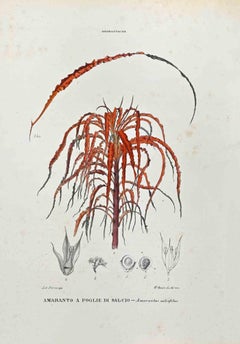 The Amarantaceae - Lithographie von Vincenzo Tenore - 1870er Jahre