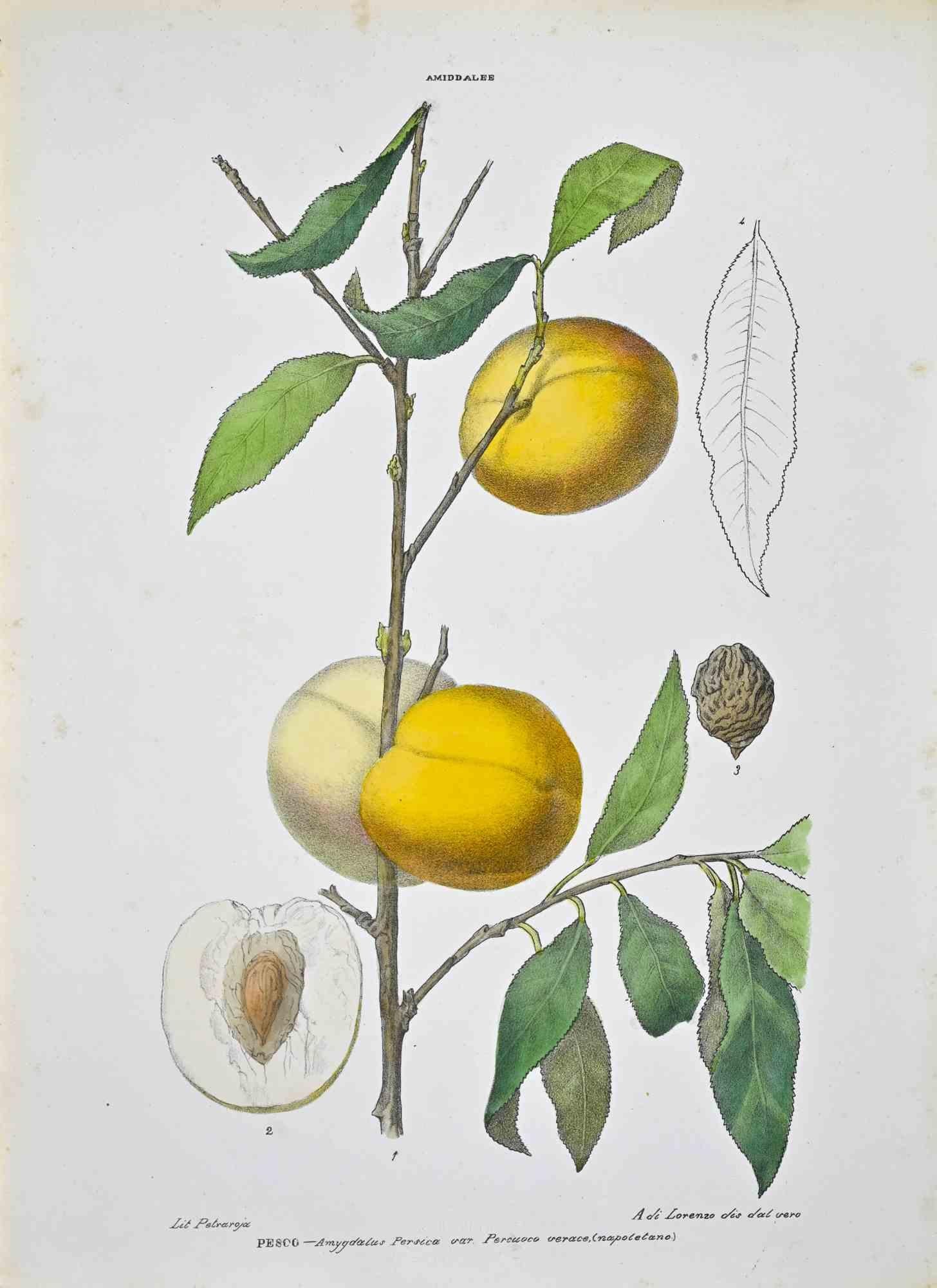 Lithographie von Hand aquarelliert.

Tafel aus dem "Atlante di Botanica popolare ossia Illustrazione di Piante Notevoli di ogni famiglia" (Atlas der volkstümlichen Botanik oder Illustration bemerkenswerter Pflanzen jeder Familie), veröffentlicht in