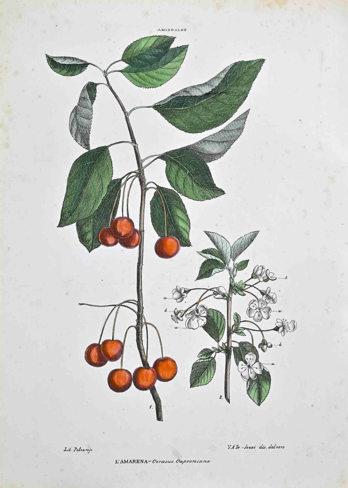 Lithograph hand watercolored.

Plate from "Atlante di Botanica popolare ossia Illustrazione di Piante Notevoli di ogni famiglia" (Atlas of popular botany or illustration of notable plants of each family), published in Napoli, by Raimondo Petrajola,