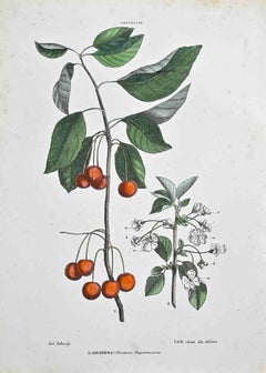 The Amiddalees - Lithograph by Vincenzo Tenore - 1870s