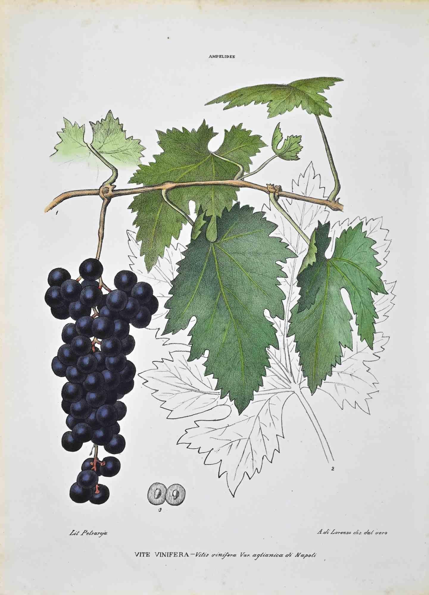 Lithograph hand watercolored.

Plate from "Atlante di Botanica popolare ossia Illustrazione di Piante Notevoli di ogni famiglia" (Atlas of popular botany or illustration of notable plants of each family), published in Napoli, by Raimondo Petrajola,