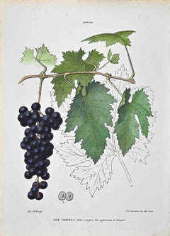 The Ampelideae – Lithographie von Vincenzo Tenore – 1870er Jahre
