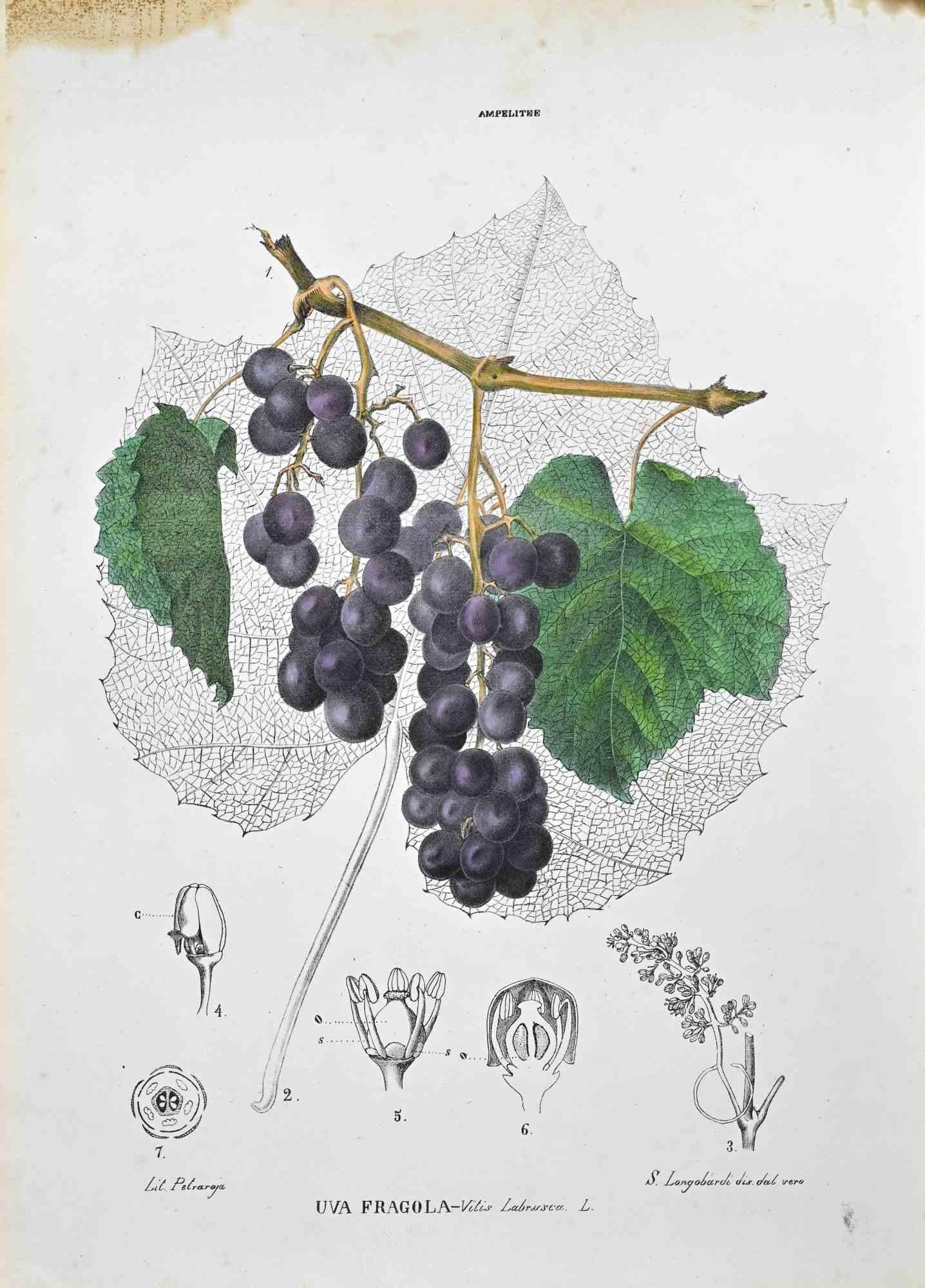 Lithograph hand watercolored.

Plate from "Atlante di Botanica popolare ossia Illustrazione di Piante Notevoli di ogni famiglia" (Atlas of popular botany or illustration of notable plants of each family), published in Napoli, by Raimondo Petrajola,