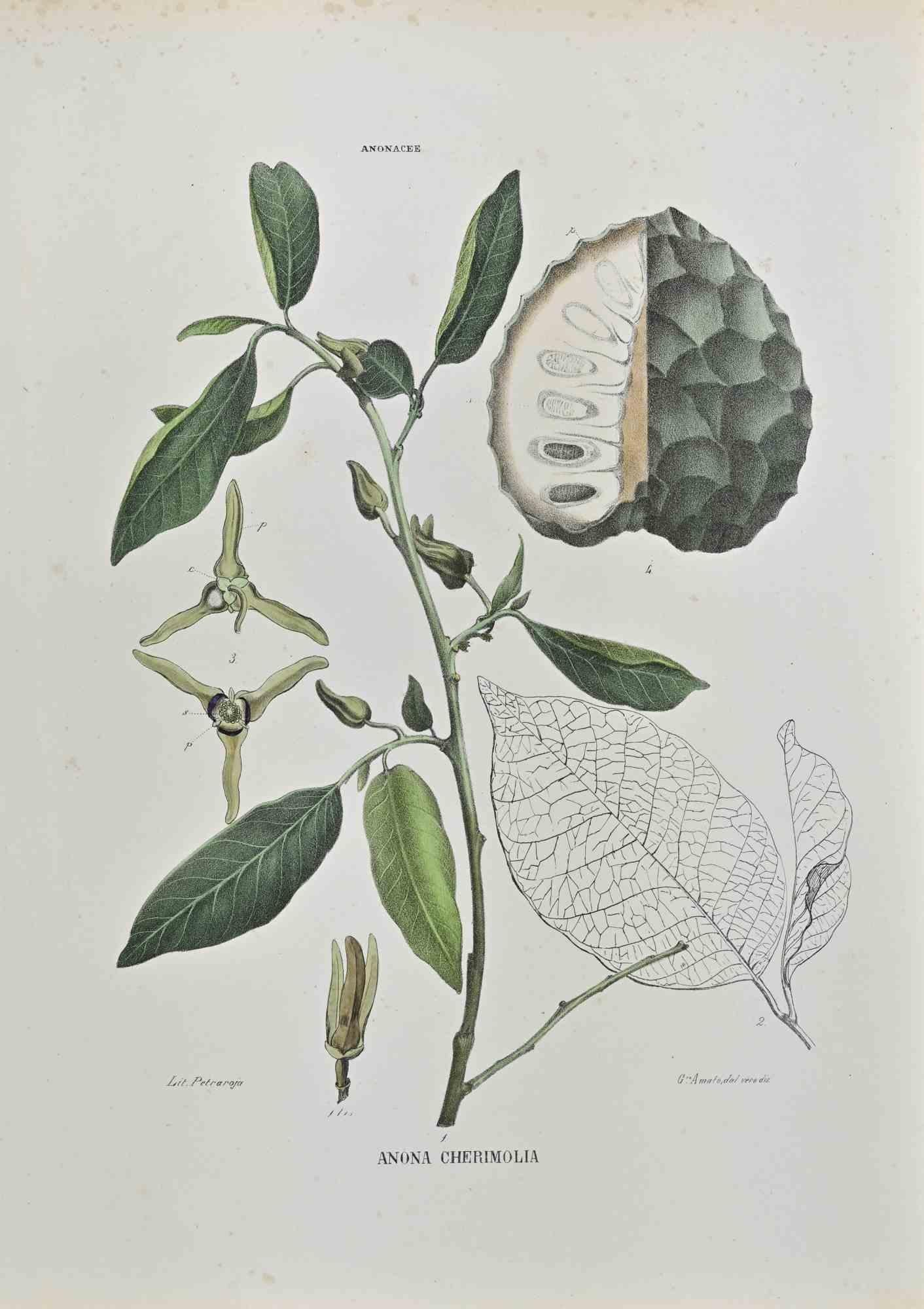 Lithograph hand watercolored.

Plate from "Atlante di Botanica popolare ossia Illustrazione di Piante Notevoli di ogni famiglia" (Atlas of popular botany or illustration of notable plants of each family), published in Napoli, by Raimondo Petrajola,